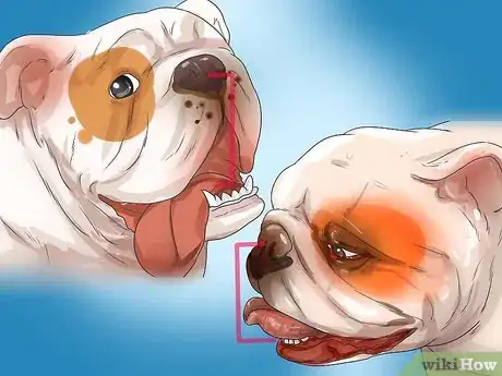 Image titled Diagnose Respiratory Problems in Bulldogs Step 12