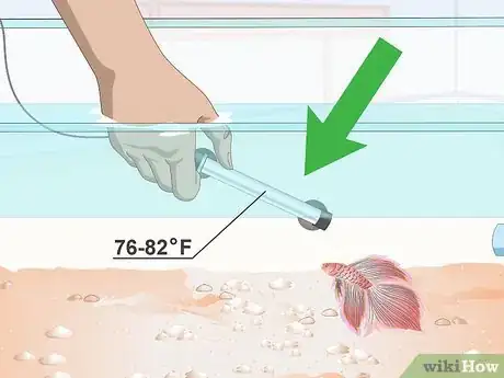 Image titled Prevent and Treat Popeye in Betta Fish Step 3