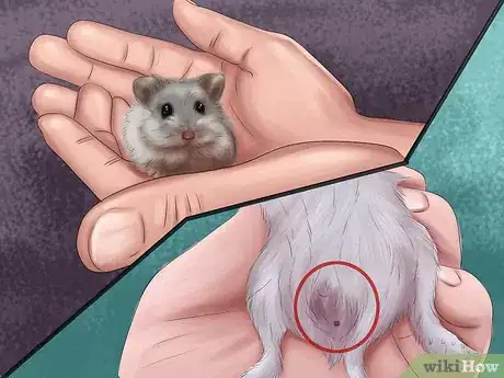 Image titled Determine the Sex of a Dwarf Hamster Step 1