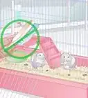 Care For a Mother Hamster and Her Babies