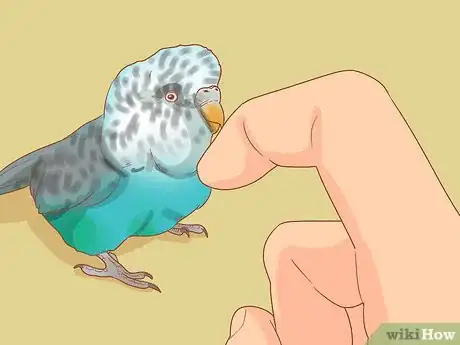 Image titled Teach Your Parakeet to Love You Step 8