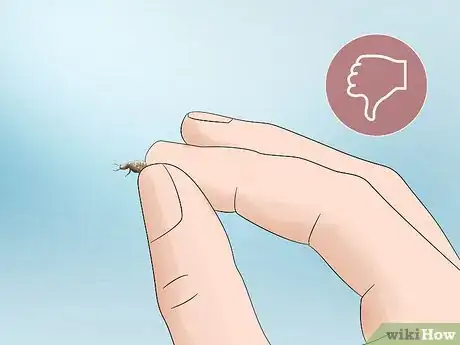 Image titled Find and Care For an Antlion Step 11
