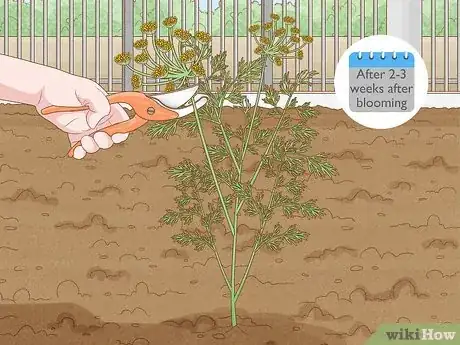 Image titled Grow Dill Step 15