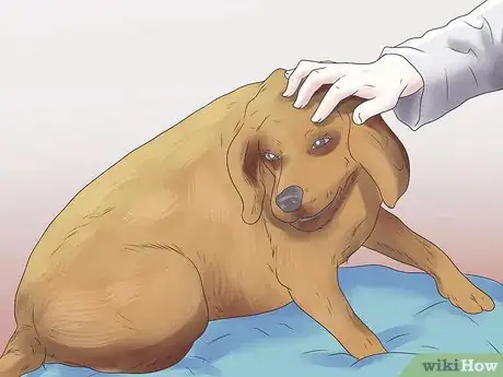 Image titled Help Your Dog During a Seizure Step 10