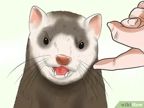 Image titled Train a Ferret Not to Bite Step 8