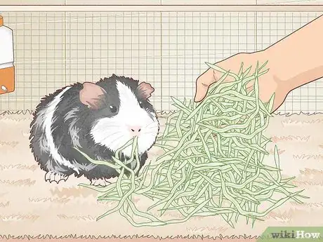 Image titled Avoid Overfeeding Your Guinea Pig Step 1