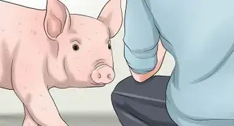 Increase the Weight of a Pig