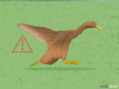 Image titled Why Do Ducks Wag Their Tails Step 10