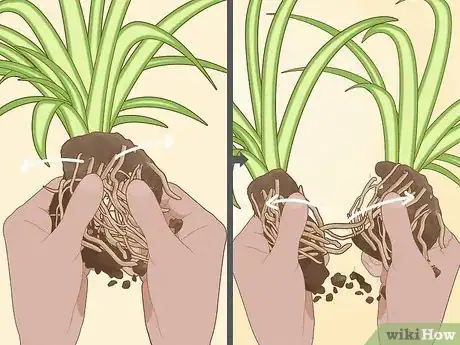 Image titled Divide a Spider Plant Step 6
