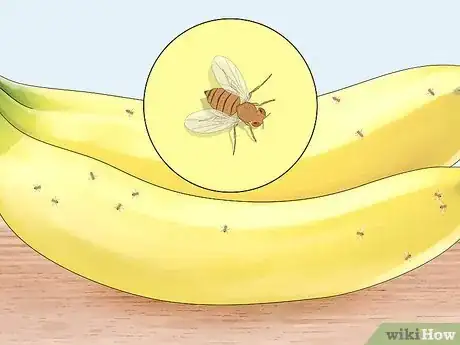 Image titled Distinguish Between Male and Female Fruit Flies Step 9