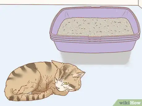 Image titled Treat a Cat with Blood in Its Stool Step 16