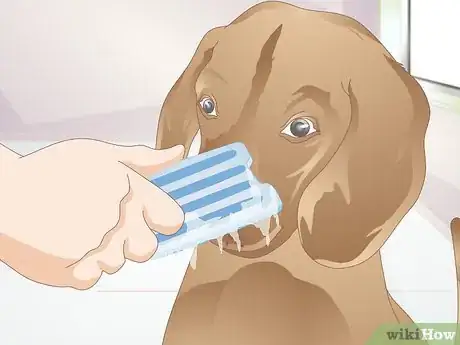 Image titled Treat a Dog Sneezing Blood Step 2