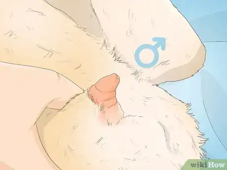 Image titled Determine the Sex of a Rabbit Step 8