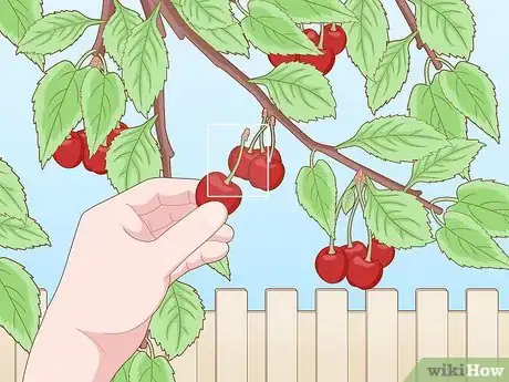 Image titled Pick Cherries Step 5