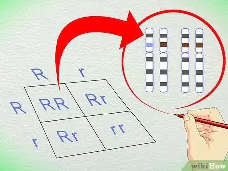 Image titled Work With Punnett Squares Step 8