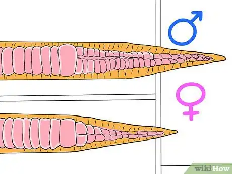 Image titled Sex a Corn Snake Step 11