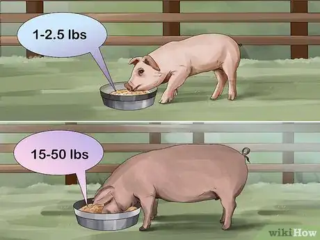 Image titled Feed Pigs Step 6