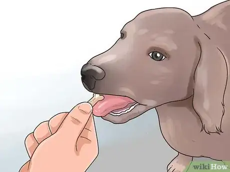 Image titled Build Trust with an Abused Dog Step 10