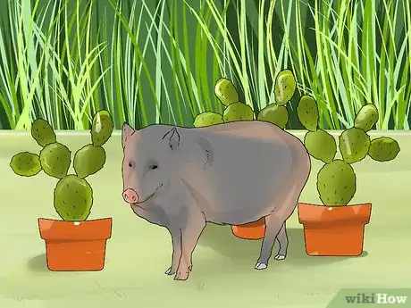 Image titled Care for a Javelina Step 3