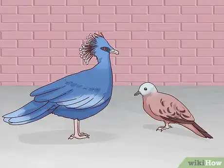Image titled Choose Pet Doves Step 4