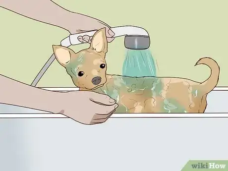 Image titled Wash a Chihuahua Step 8