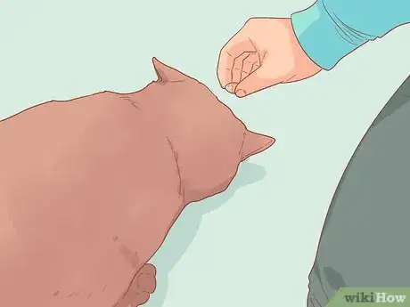 Image titled Encourage Your New Cat to Come Out of Hiding Step 7