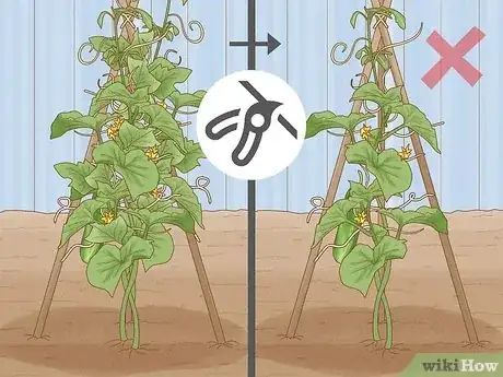 Image titled Prune Cucumber Plants Step 7