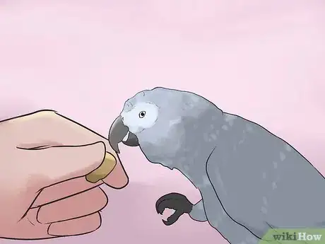 Image titled Know if an African Grey Parrot Is Right for You Step 10
