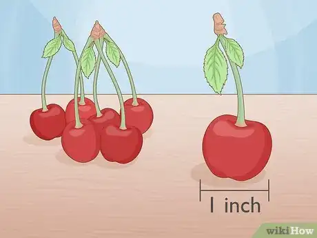 Image titled Pick Cherries Step 1