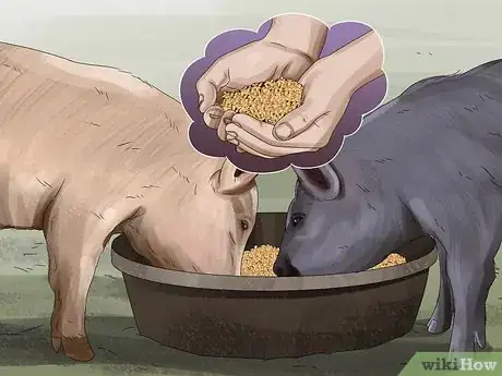 Image titled Feed Pigs Step 8