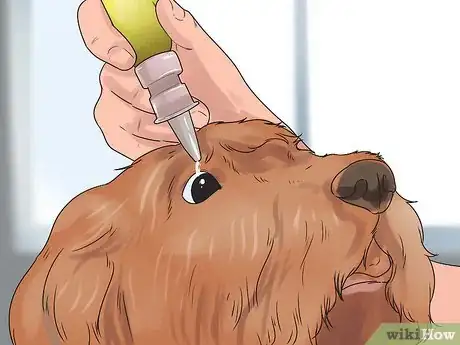 Image titled Give Your Dog Eye Drops Step 8