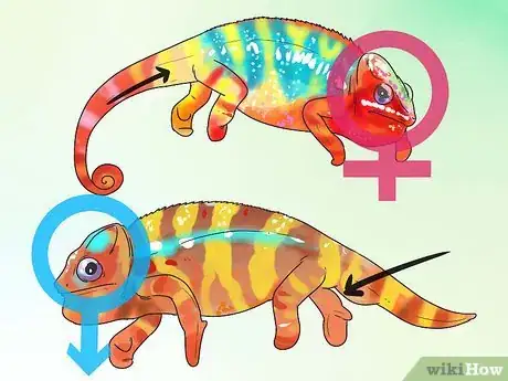 Image titled Tell if a Chameleon Is Male or Female Step 5