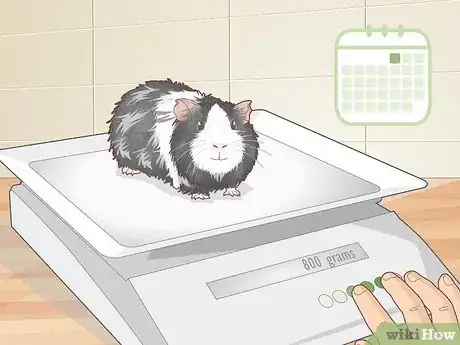 Image titled Avoid Overfeeding Your Guinea Pig Step 7