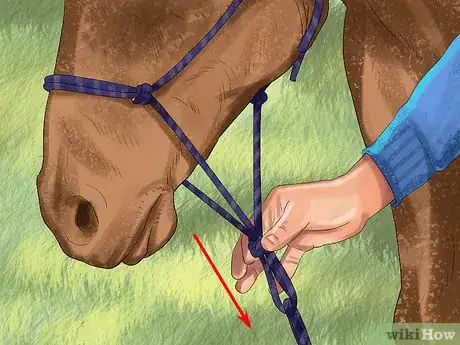 Image titled Bond With Your Horse Using Natural Horsemanship Step 9