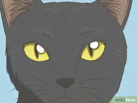 Image titled Identify a Bombay Cat Step 2