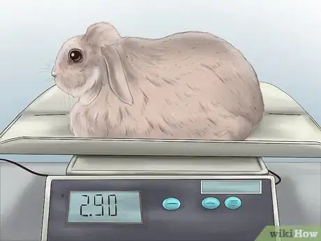Image titled Know if Your Rabbit is Pregnant Step 3