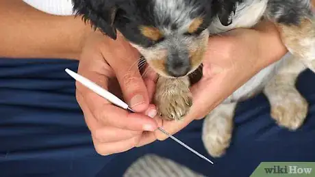 Image titled File Puppy Nails Step 2