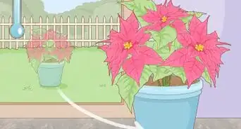 Revive a Dying Poinsettia