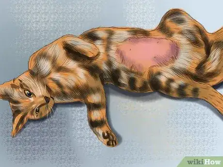 Image titled Understand the Cat's Meow Step 5