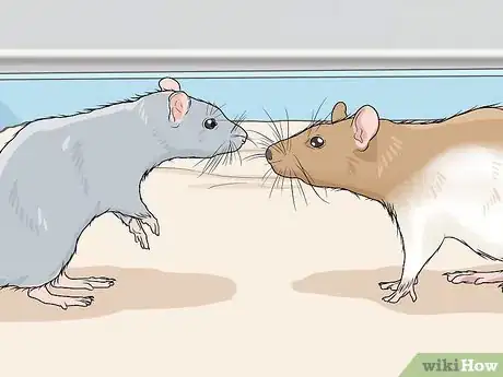 Image titled Play with Your Pet Rat Step 10