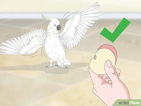 Image titled Feed a Cockatoo Step 13