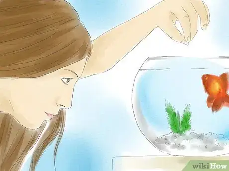 Image titled Tell if Your Goldfish Is a Male or Female Step 10