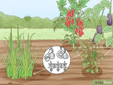 Image titled Onion Companion Plants Step 4