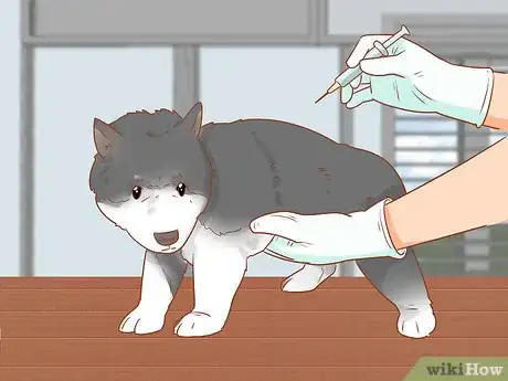 Image titled Introduce a Dog to a Dog Park Step 1