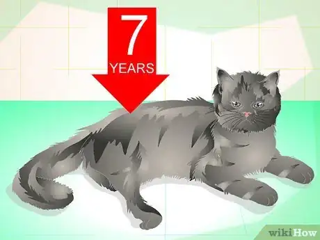 Image titled Get Your Cat Spayed Step 3