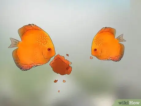 Image titled Breed Discus Step 15