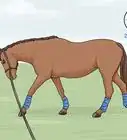 Lunge a Horse