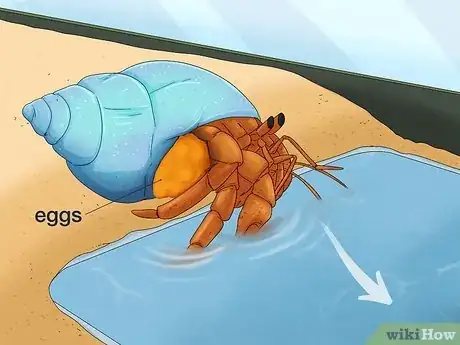 Image titled Breed Hermit Crabs Step 12