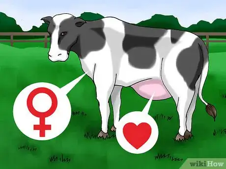 Image titled Choose a Good Dairy Cow Breed Step 9