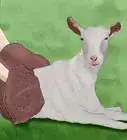 Wash a Goat